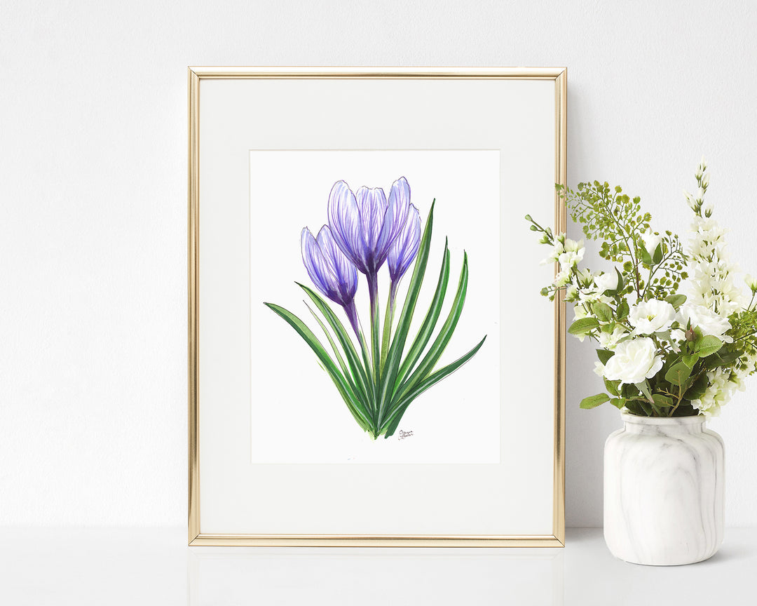 Crocus Flower Illustration Art Print