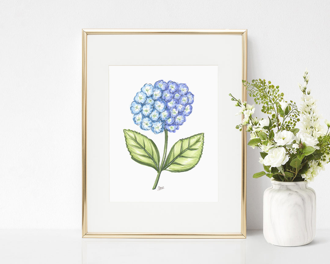 Hydrangea Bloom Illustration Art Print